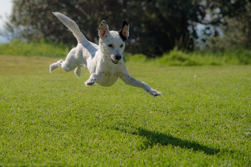 Photo Dog trainer