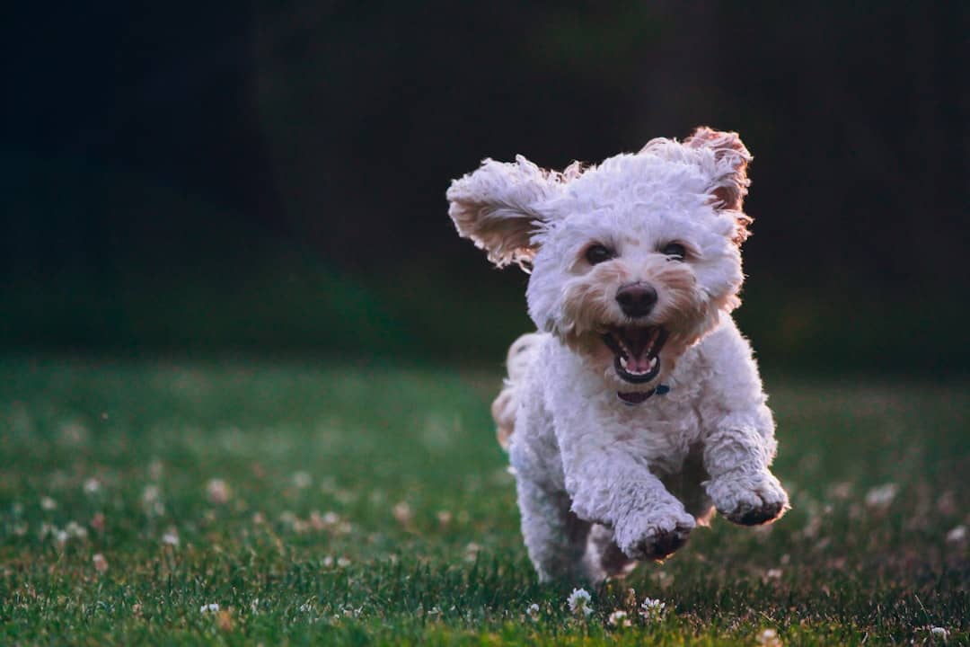 Al momento stai visualizzando Addestrare il cane: tecniche efficaci per un compagno fedele