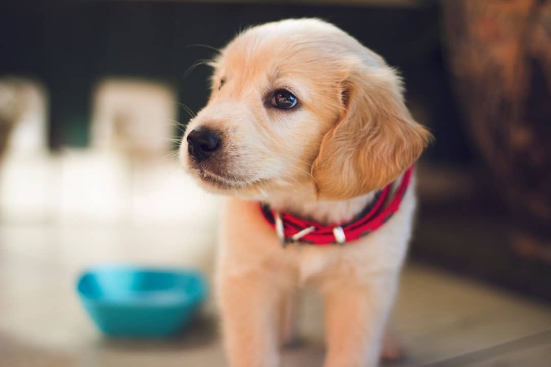 Scopri di più sull'articolo Addestratore cinofilo: educare il tuo cane con successo