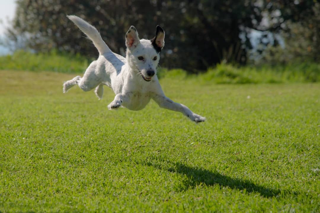 Scopri di più sull'articolo Un operatore cinofilo per educare il tuo cane