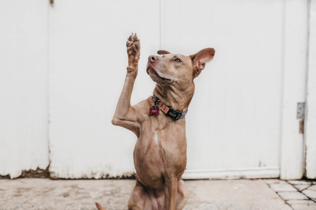 Al momento stai visualizzando Lo sport cinofilo: la perfetta unione tra uomo e cane