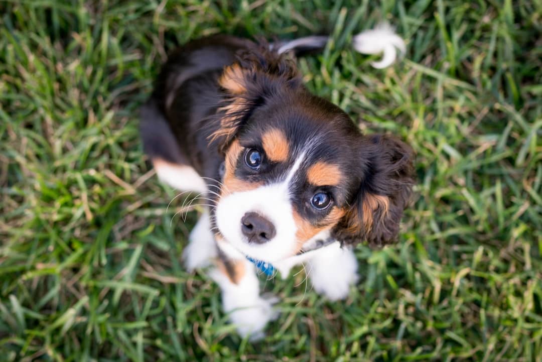 Al momento stai visualizzando Come educare i cuccioli di cane: consigli utili