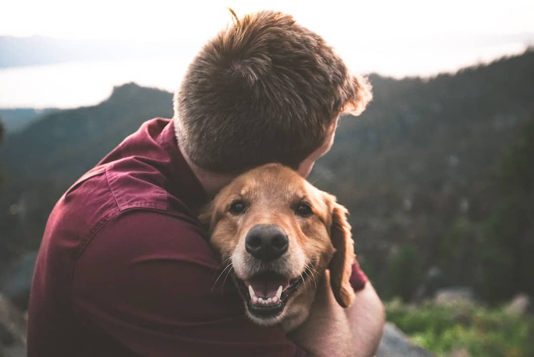 Al momento stai visualizzando Il Cane con il Naso Asciutto: Un Indicatore di Salute?